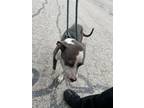 Adopt BELLA a Staffordshire Bull Terrier, Mixed Breed