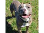 Adopt Belle (in foster) a American Staffordshire Terrier, Mixed Breed