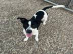 Adopt TINKER a Pointer, Mixed Breed