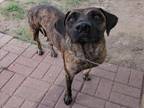 Adopt SINDEL a Staffordshire Bull Terrier, Mixed Breed