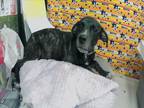 Adopt BLUE a Staffordshire Bull Terrier, Mixed Breed