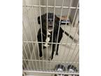 Adopt 2406-0681 Coco (Off Site Foster) a Labrador Retriever
