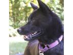 Adopt Yuki a Schipperke