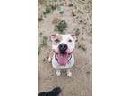 Adopt ROSALINA a Pit Bull Terrier