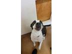Adopt SAMIRA a Boxer, Pit Bull Terrier
