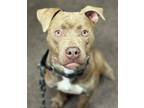 Adopt Basie a Staffordshire Bull Terrier