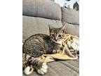 Adopt Iris a Tabby