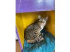 Adopt Foxtrot a Tabby