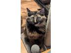 Adopt Turtle a Domestic Short Hair, American Shorthair