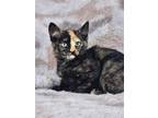 Adopt Rikku a Tortoiseshell, Domestic Short Hair