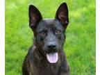 Adopt Bestie a Shepherd