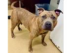 Adopt ZOEY a Pit Bull Terrier