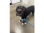Adopt LUCY a Whippet