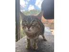 Adopt Ramona a Domestic Short Hair