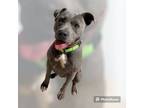Adopt GRACIE a Pit Bull Terrier