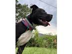 Adopt Daisy a Pit Bull Terrier