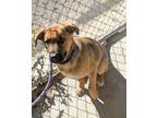 Adopt Shakira a Mixed Breed