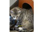 Adopt Sabrina a Domestic Short Hair