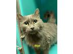 Adopt Blue a Domestic Long Hair