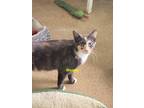 Adopt Wendy a Domestic Short Hair