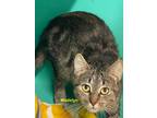 Adopt Madelyn a Domestic Short Hair