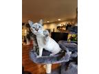 Adopt Aptos a Snowshoe