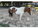 Flashy Paint Pony