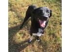 Adopt Subi a Labrador Retriever