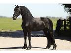 Stunning Sweet Gelding