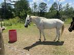 Walking horse