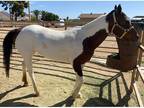 Horse and Trailer For Sale