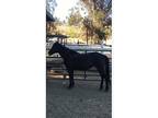 Utah BLM Black Mustang Mare