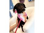 Adopt BONSAI a Labrador Retriever, Mixed Breed