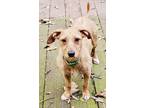 Adopt Senorita TX a Dachshund, Wire Fox Terrier