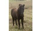 Miniature horse