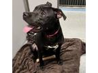 Adopt Dawn a Mixed Breed