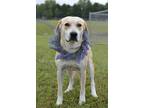 Adopt Eloise - Adoptable a Labrador Retriever, Great Pyrenees