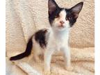 Adopt Shania a Domestic Medium Hair