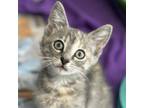 Adopt Miley a Domestic Short Hair