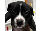 Adopt Kylie a Terrier