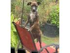 Adopt Trixie a Pit Bull Terrier, Boxer