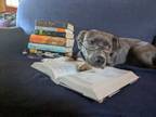 Adopt Sedona a American Staffordshire Terrier