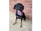 Adopt MANDY a Labrador Retriever, Hound