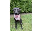 Adopt SYLVIE a Labrador Retriever, Hound
