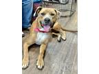 Adopt Piper a Black Mouth Cur