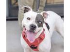 Adopt CHLOE a American Staffordshire Terrier