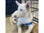 Adopt Pearl a Husky
