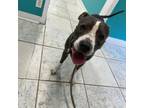 Adopt Lydia a American Staffordshire Terrier