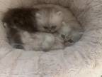 Persians