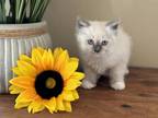 Ragdoll Kittens Ready For Summer